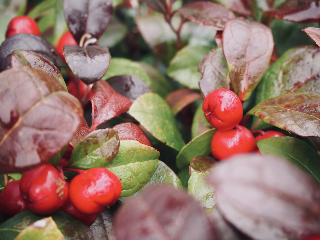 Gaultheria procumbens by jacqbb