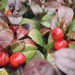 Gaultheria procumbens by jacqbb