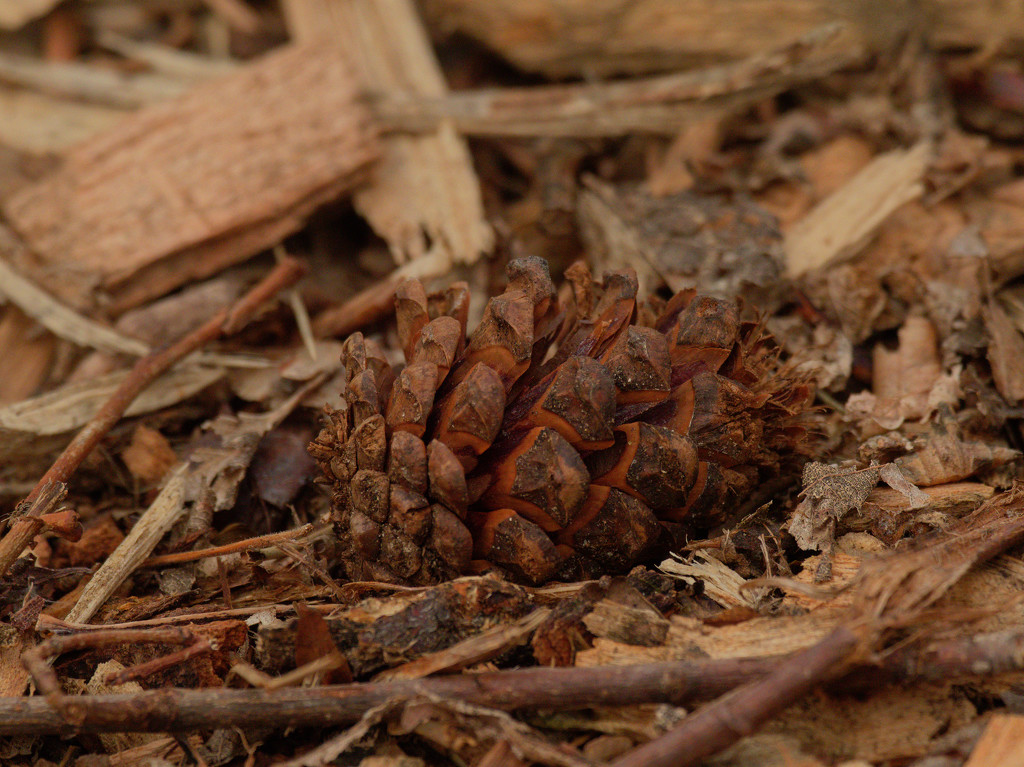 pinecone by rminer