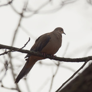 6th Dec 2020 - mourning dove