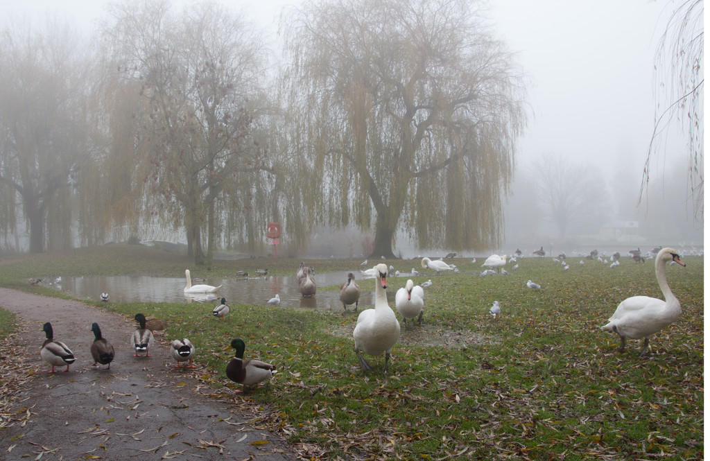 Foggy day in the park by busylady