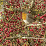 6th Dec 2020 - Robin and Berries