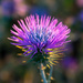 Thistle by 365nick