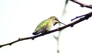 6th Dec 2020 - Anna's Hummingbird