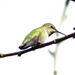 Anna's Hummingbird by stephomy