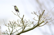 4th Dec 2020 - Anna's Hummingbird on a Branch