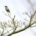 Anna's Hummingbird on a Branch by stephomy