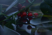 6th Dec 2020 - Red Berries............