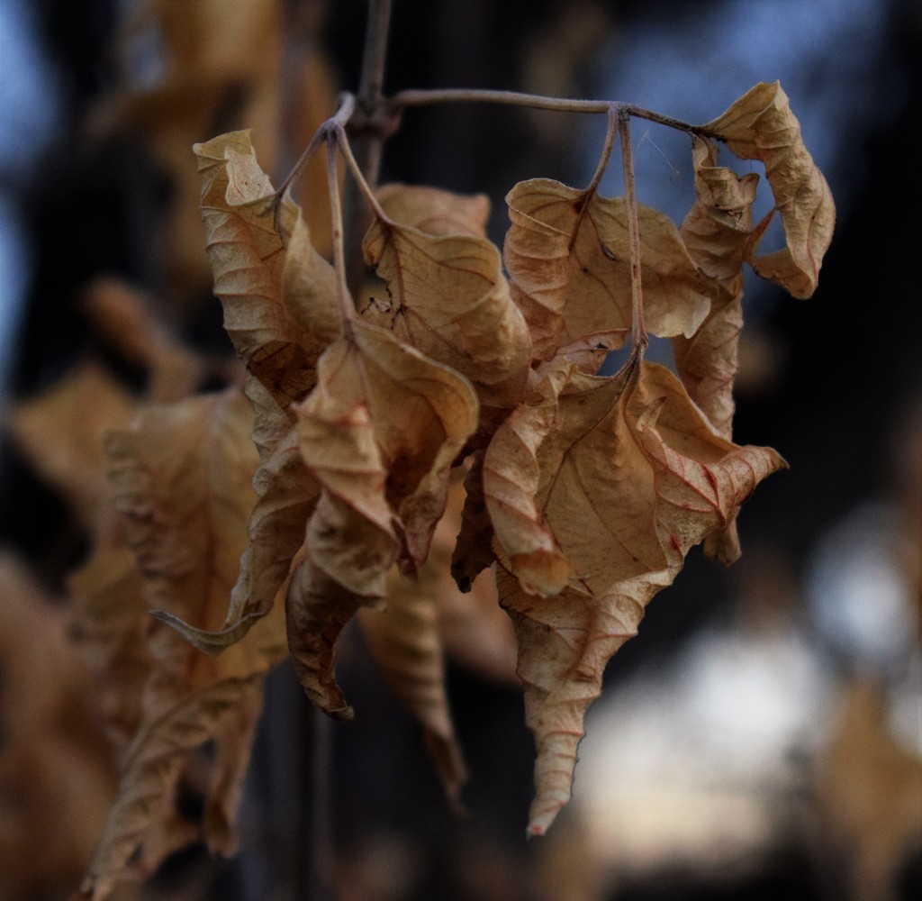 Crinkled Leaves by sandlily