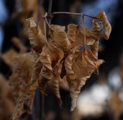 4th Dec 2020 - Crinkled Leaves