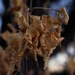 Crinkled Leaves by sandlily