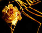 5th Dec 2020 - Rose and twigs