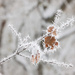Frosted leaves by kiwichick