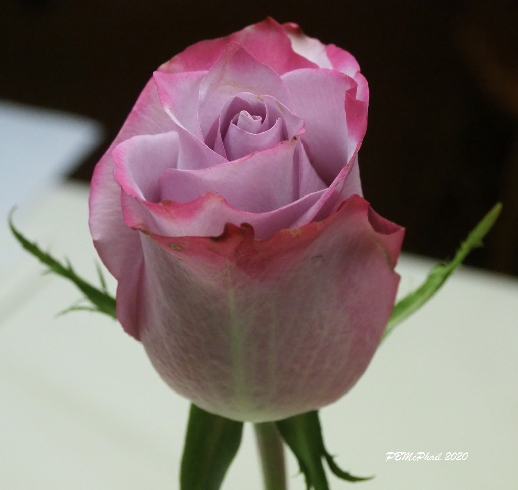 'Well Done' Rose by selkie
