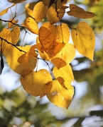 10th Oct 2020 - October 10: Autumn Leaves