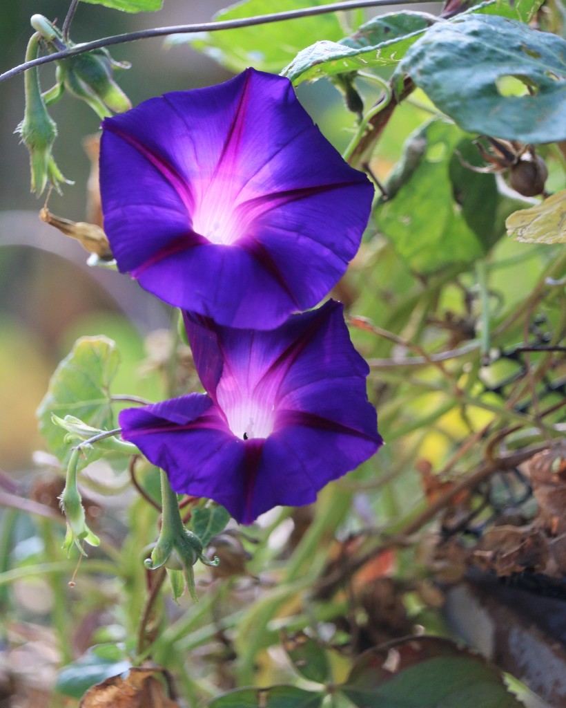 October 11: Morning Glories by daisymiller