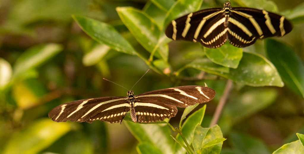 Zebra Longwing Butterflys! by rickster549
