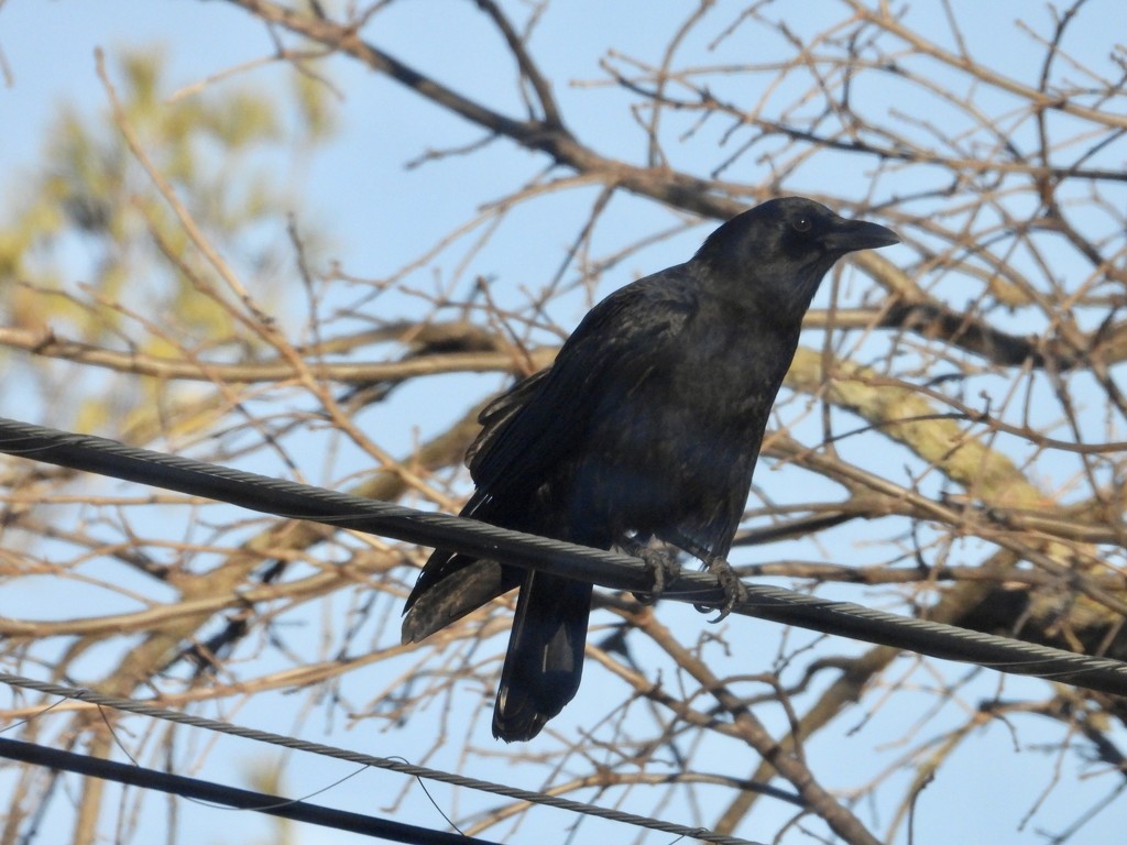 crow on a wire by amyk