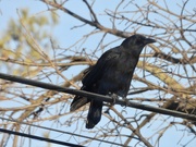 6th Dec 2020 - crow on a wire