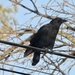 crow on a wire by amyk