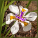 Dietes our Indigenous Iris by ludwigsdiana