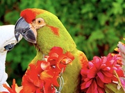 6th Dec 2020 - A Parrot Named Calypso