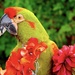 A Parrot Named Calypso by redy4et