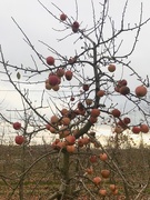 23rd Nov 2020 - Apple Orchard 