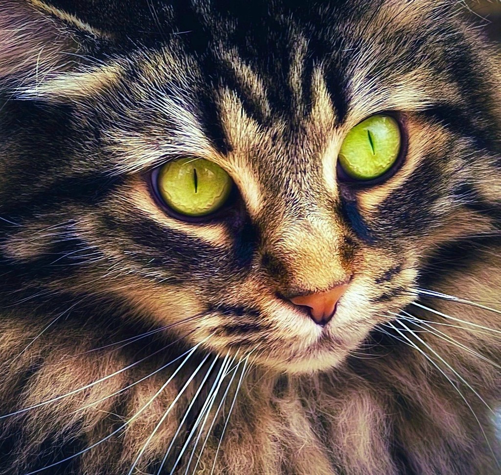 The Eyes of the Cat by gardenfolk