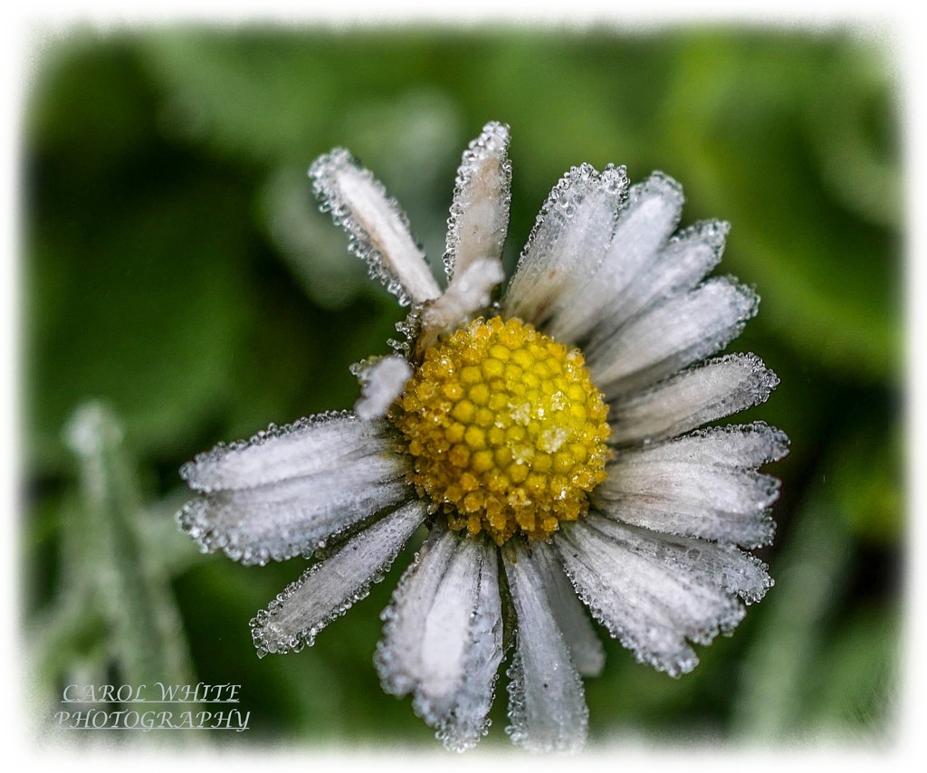 Brave Little Daisy (best viewed large) by carolmw