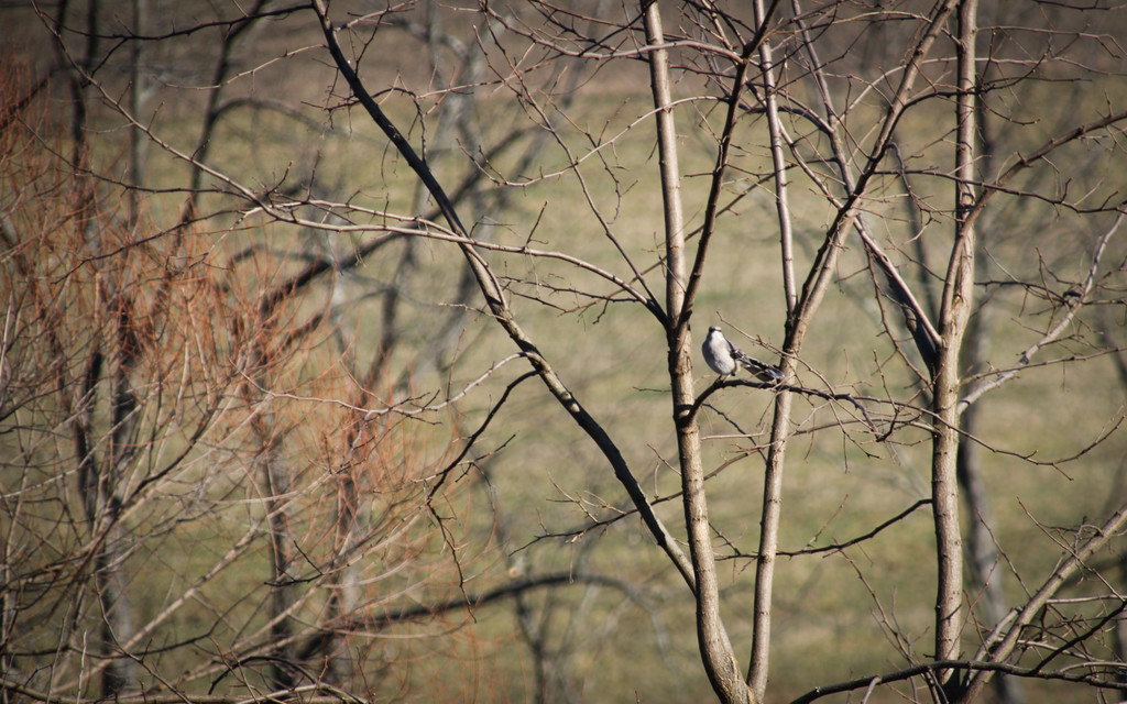 A little bird by mittens