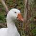Goose Face by davemockford