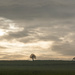 Lone trees by clivee