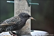 7th Dec 2020 - Mr Starling