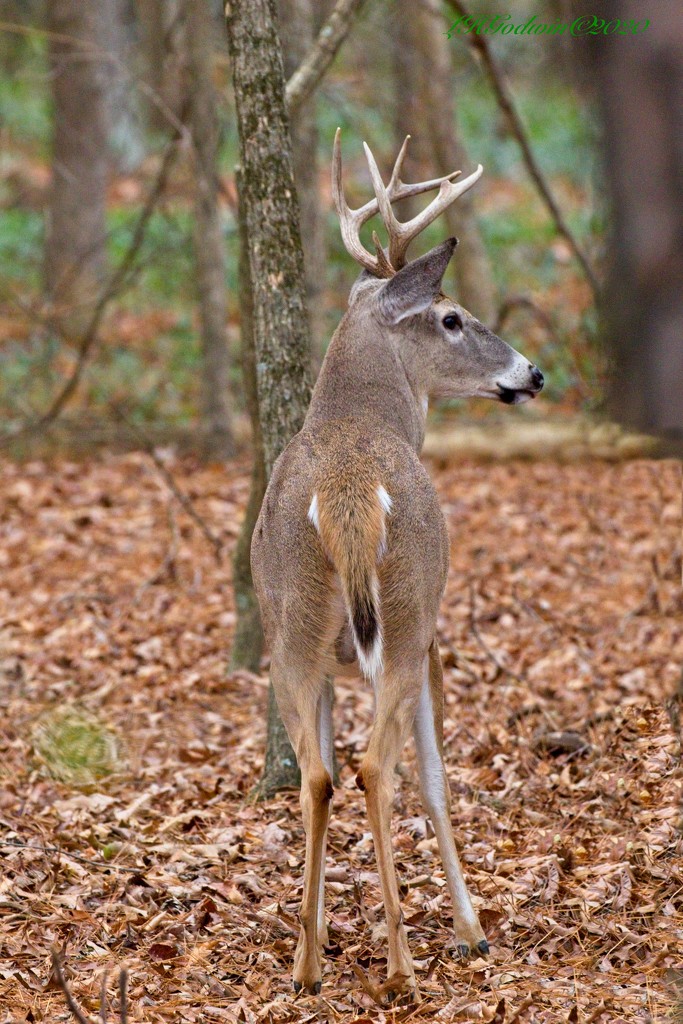 LHG-6231-Buck in the woods  by rontu