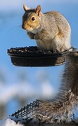 7th Dec 2020 - Blue Skies And Squirrel Smiles