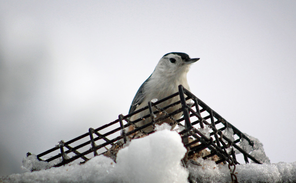 Nuthatch by paintdipper