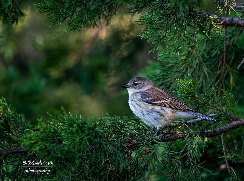Blackpoll Warbler by photographycrazy