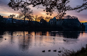 7th Dec 2020 - The Ducks Foregather at Sunset...