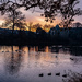 The Ducks Foregather at Sunset... by vignouse