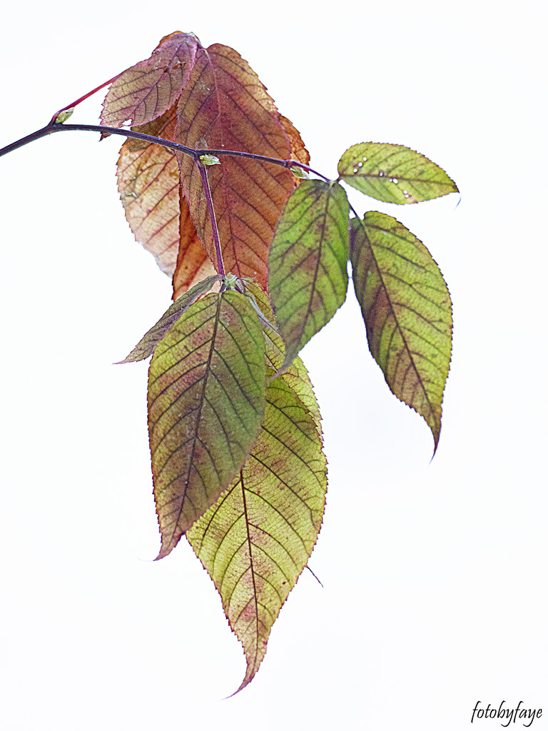 Coloured Leaves by fayefaye