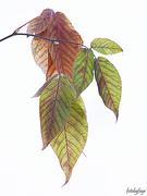 7th Dec 2020 - Coloured Leaves
