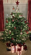7th Dec 2020 - Main Tree