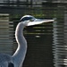 Heron at Mirror Pond by granagringa