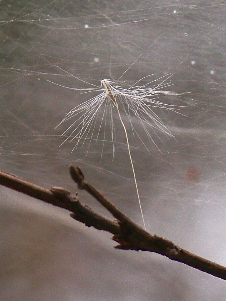 The tiny things found in a spider's web... by marlboromaam