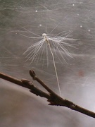 8th Dec 2020 - The tiny things found in a spider's web...