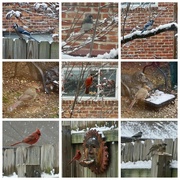 8th Dec 2020 - Backyard Birds Enjoying the Snow