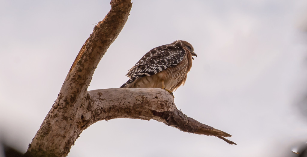 Red Shouldered Hawk in the Vulture Tree! by rickster549