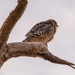 Red Shouldered Hawk in the Vulture Tree! by rickster549