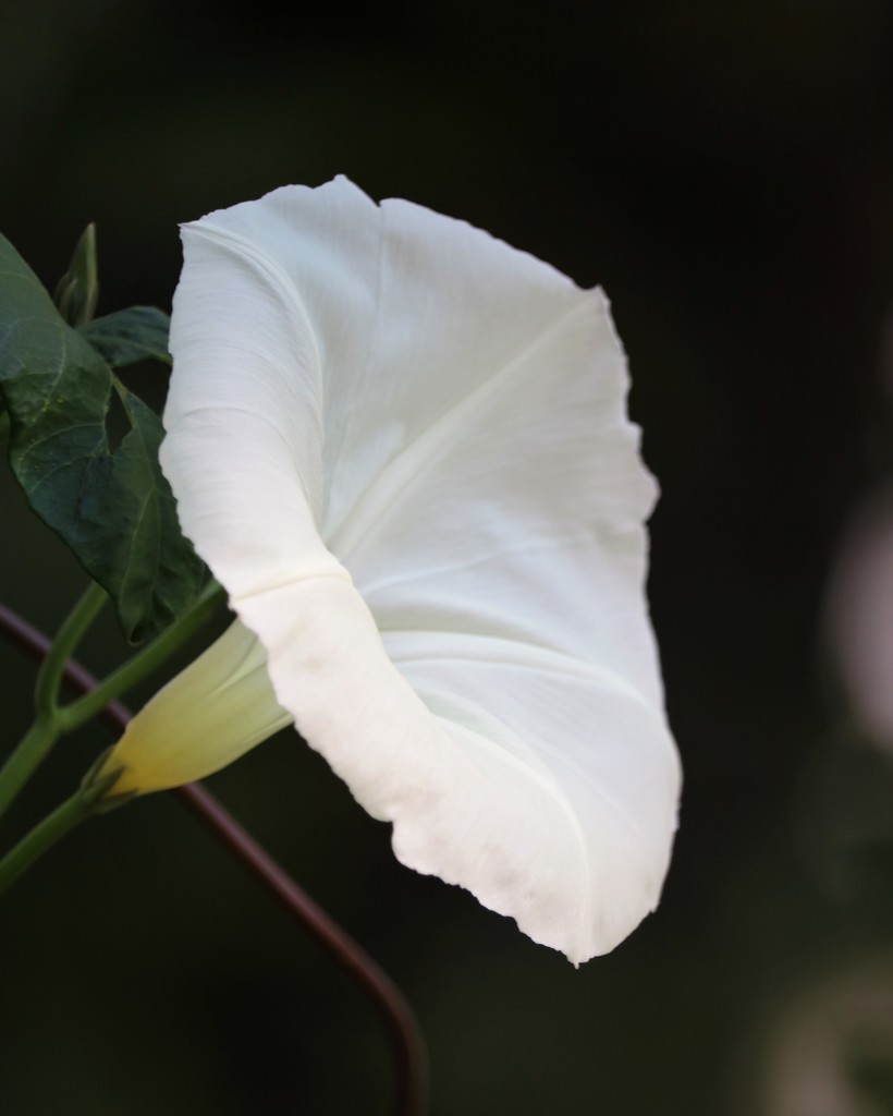 October 12: Moonflower or Morning Glory by daisymiller